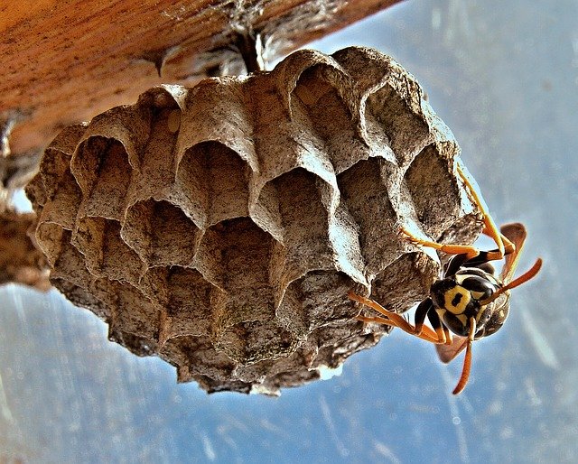 Conseils sur comment eliminer les nids d’abeille